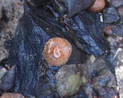 Anthothoe albocincta
