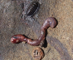 Animalia