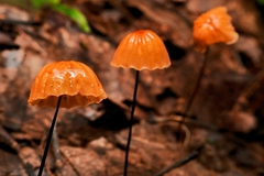 Marasmius siccus