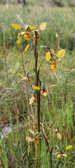Diuris × palachila