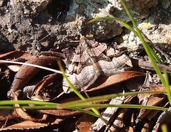 Xanthorhoe semifissata