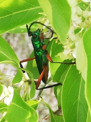 Plinthocoelium chilense