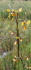 Diuris × palachila