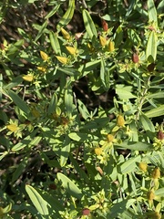 Hypericum prolificum