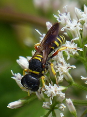 Ectemnius decemmaculatus