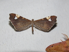 Macrosoma subornata