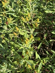 Hypericum prolificum