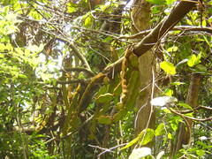 Mucuna macrocarpa