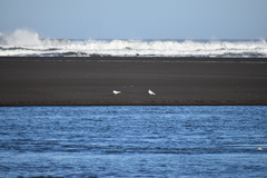 Chroicocephalus maculipennis