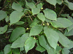 Ficus erecta