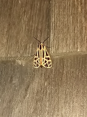 Apantesis parthenice