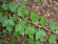 Rubus formosensis