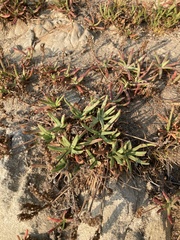 Plantago maritima