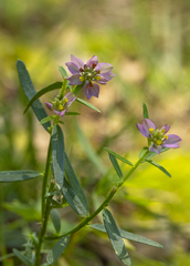 Polygala curtissii