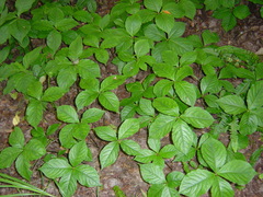 Chloranthus oldhamii