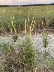 Ammophila breviligulata