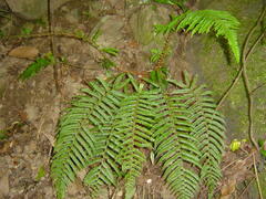 Polystichum mucronifolium