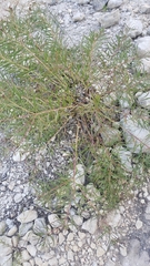 Stillingia texana