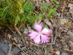 Dianthus superbus
