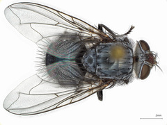 Cynomya cadaverina