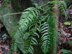 Asplenium wrightii
