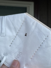 Araneidae