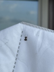 Araneidae