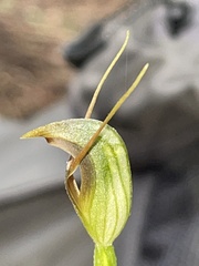 Pterostylis oblonga