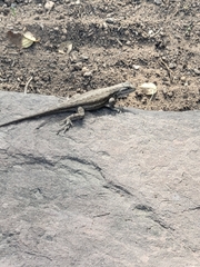 Sceloporus cowlesi