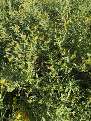 Hypericum prolificum