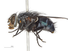 Cynomya cadaverina
