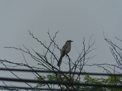 Mimus longicaudatus