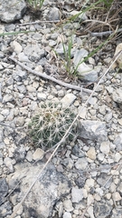 Coryphantha sulcata
