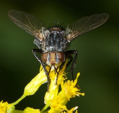 Linnaemya