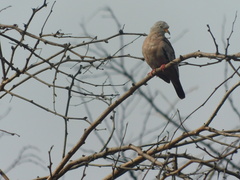 Columbina cruziana