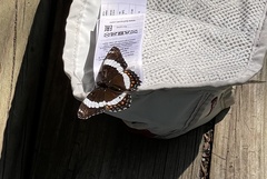 Limenitis arthemis arthemis