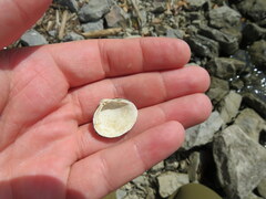 Corbicula fluminea