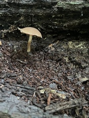 Flammulaster erinaceellus