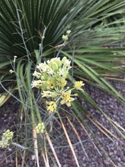 Asclepias subulata