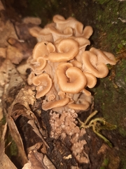 Hohenbuehelia petaloides