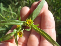 Melampodium longicorne