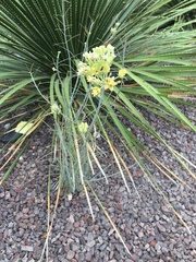 Asclepias subulata