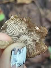 Flammulaster erinaceellus