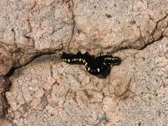 Oraesia emarginata