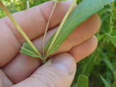 Melampodium longicorne