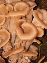 Hohenbuehelia petaloides