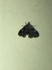 Elophila tinealis