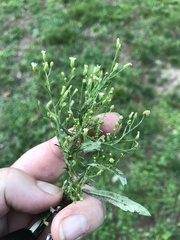 Erigeron divaricatus