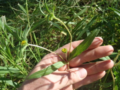 Melampodium longicorne