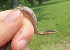 Regina septemvittata